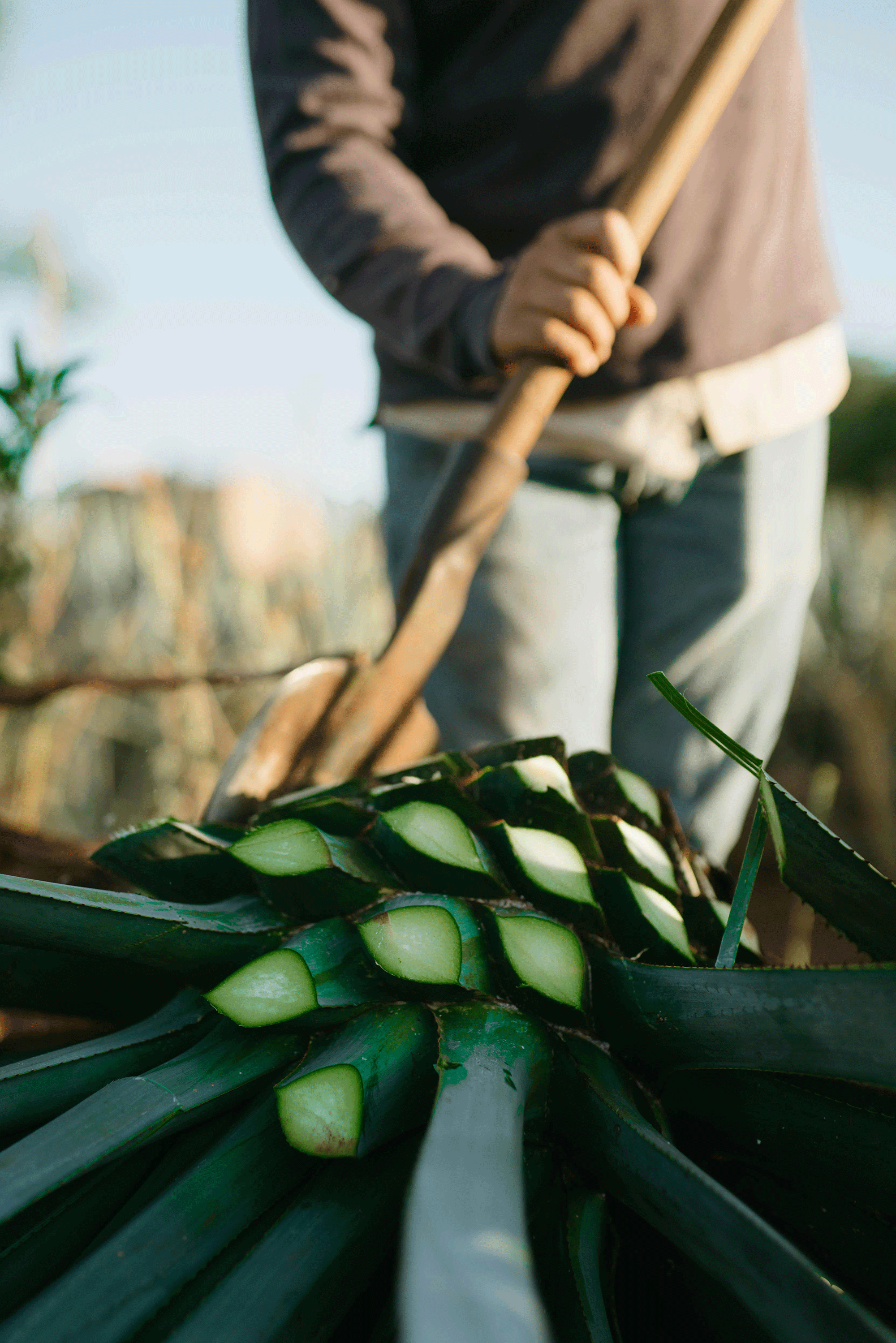 Agave