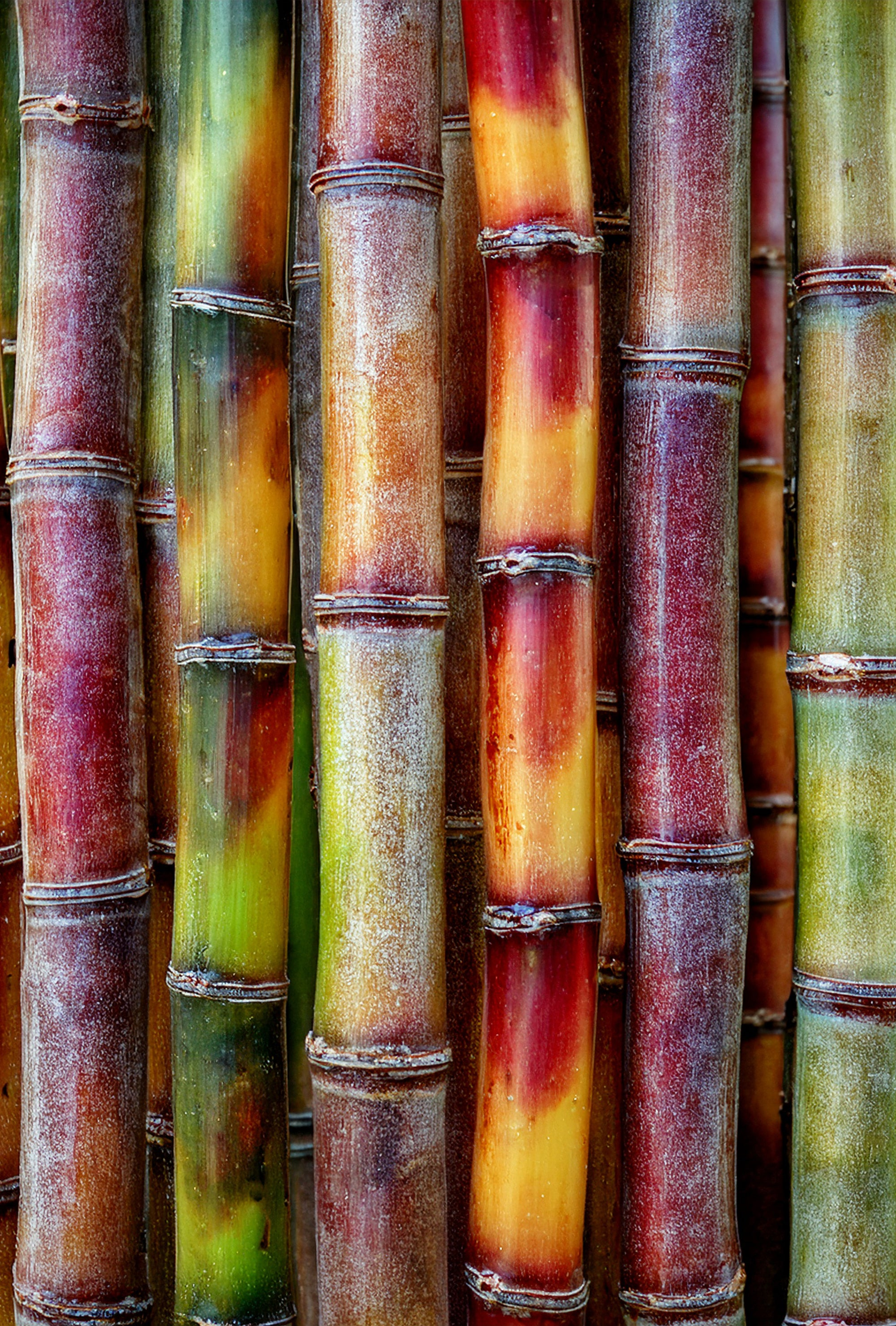 Canne à sucre