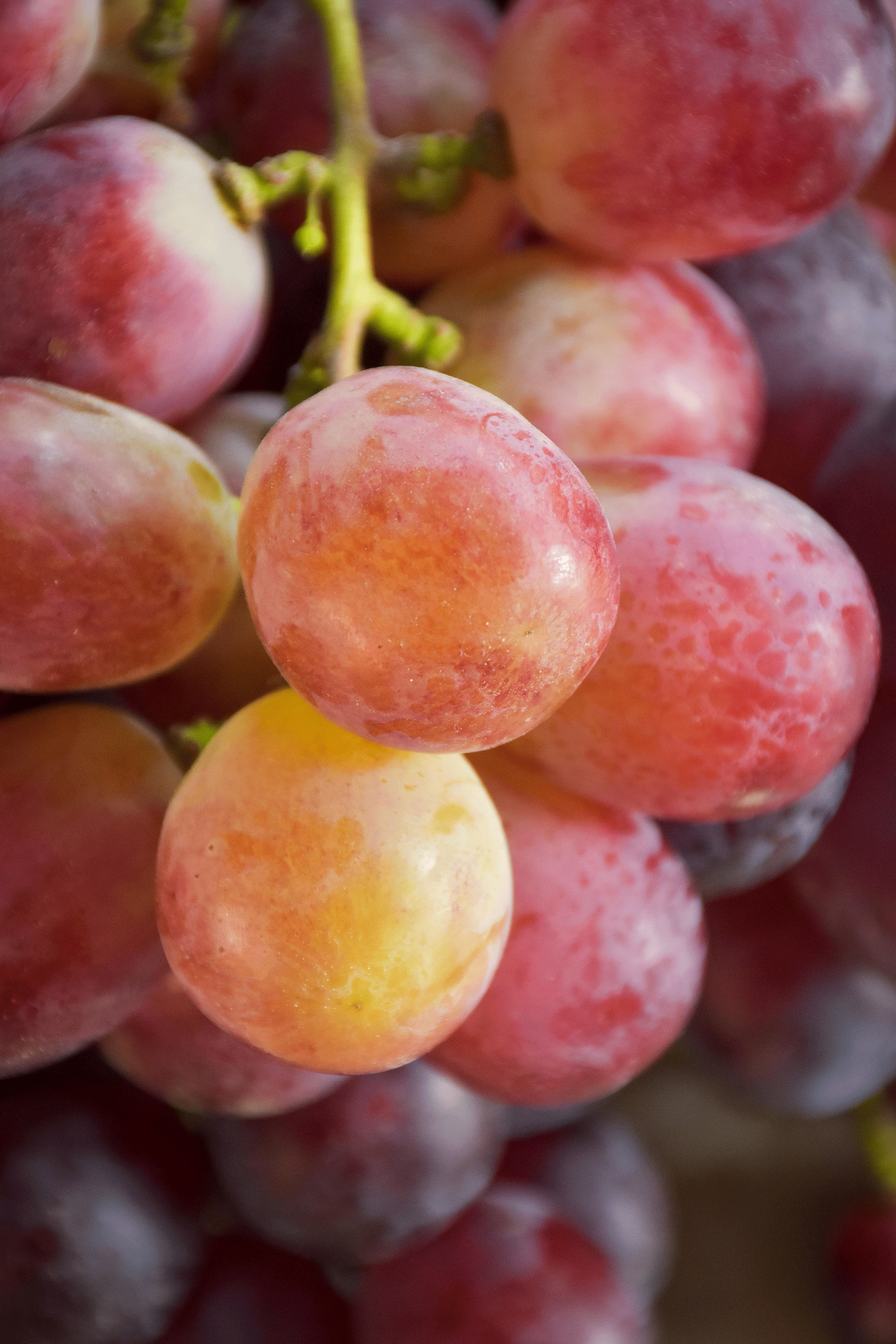 Eau-de-vie de raisin